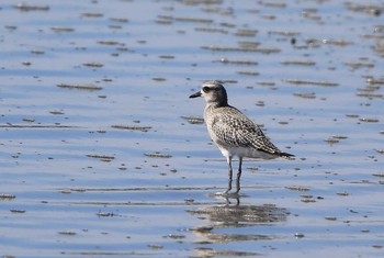 Grey Plover Unknown Spots Thu, 9/21/2017