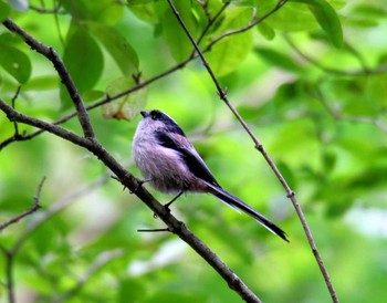 Long-tailed Tit 山梨県 Thu, 9/14/2017