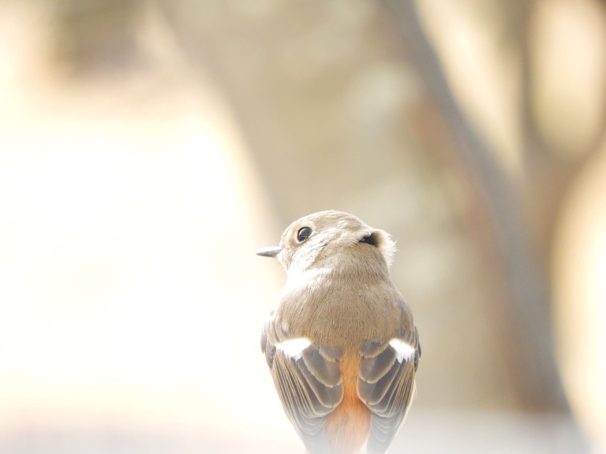 木津川市 ジョウビタキの写真 by sweets