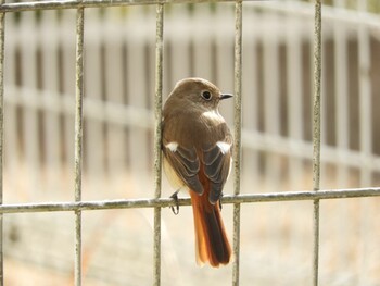 2022年2月23日(水) 木津川市の野鳥観察記録