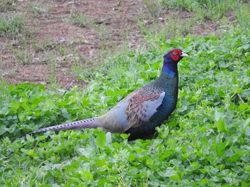 Green Pheasant あきる野市切欠付近秋川 Unknown Date