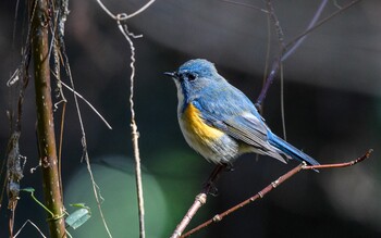 Red-flanked Bluetail Teganooka Park Wed, 2/23/2022