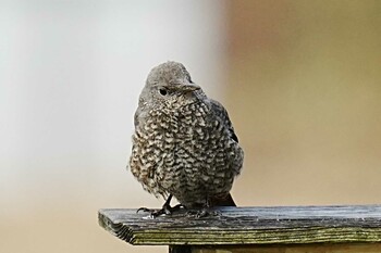 2022年2月20日(日) くろんど園地の野鳥観察記録