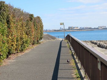 カワラバト 新木場緑道公園(東京都江東区) 2022年2月23日(水)