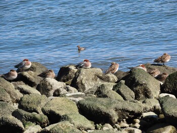 2022年2月23日(水) 新木場緑道公園(東京都江東区)の野鳥観察記録