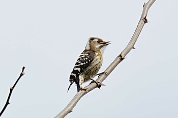 2022年2月23日(水) 白旗池の野鳥観察記録