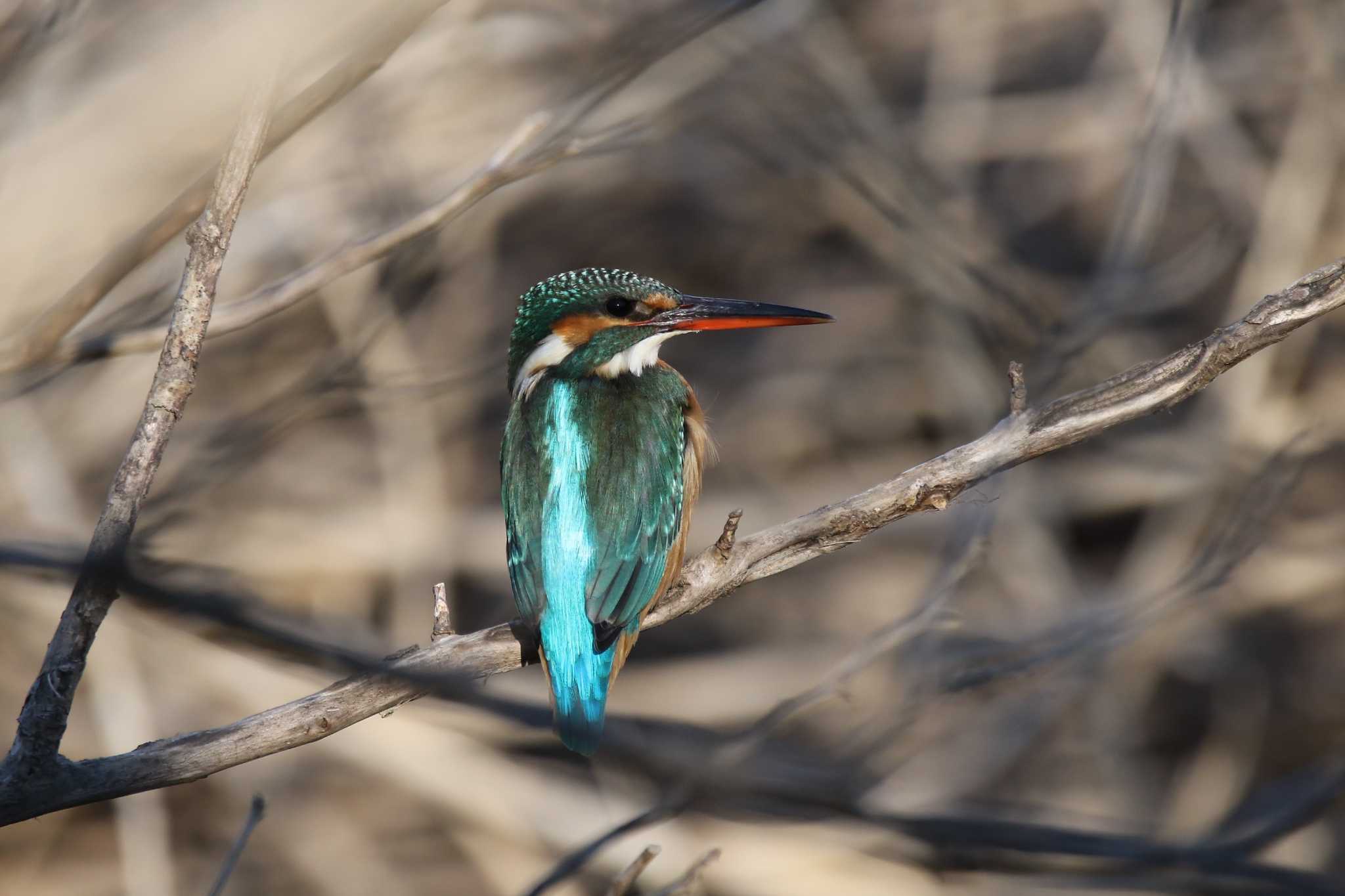 浅羽ビオトープ カワセミの写真 by kingfisher_hidaka