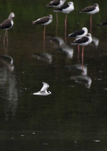 Little Tern 愛知県西尾市 Wed, 9/20/2017