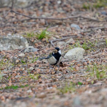 Japanese Tit Hattori Ryokuchi Park Wed, 2/23/2022