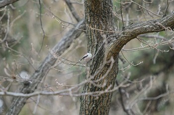 Long-tailed Tit Hattori Ryokuchi Park Wed, 2/23/2022