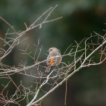 Daurian Redstart Hattori Ryokuchi Park Wed, 2/23/2022