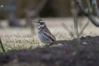 Dusky Thrush Hattori Ryokuchi Park Wed, 2/23/2022