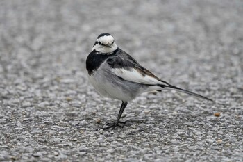 White Wagtail Hattori Ryokuchi Park Wed, 2/23/2022