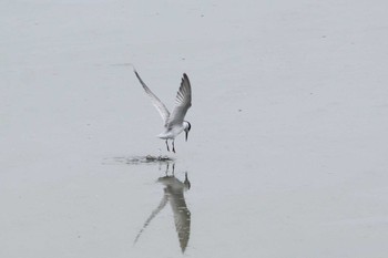 コアジサシ 愛知県西尾市 2017年9月20日(水)