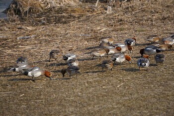 Eurasian Wigeon 江津湖 Tue, 2/22/2022