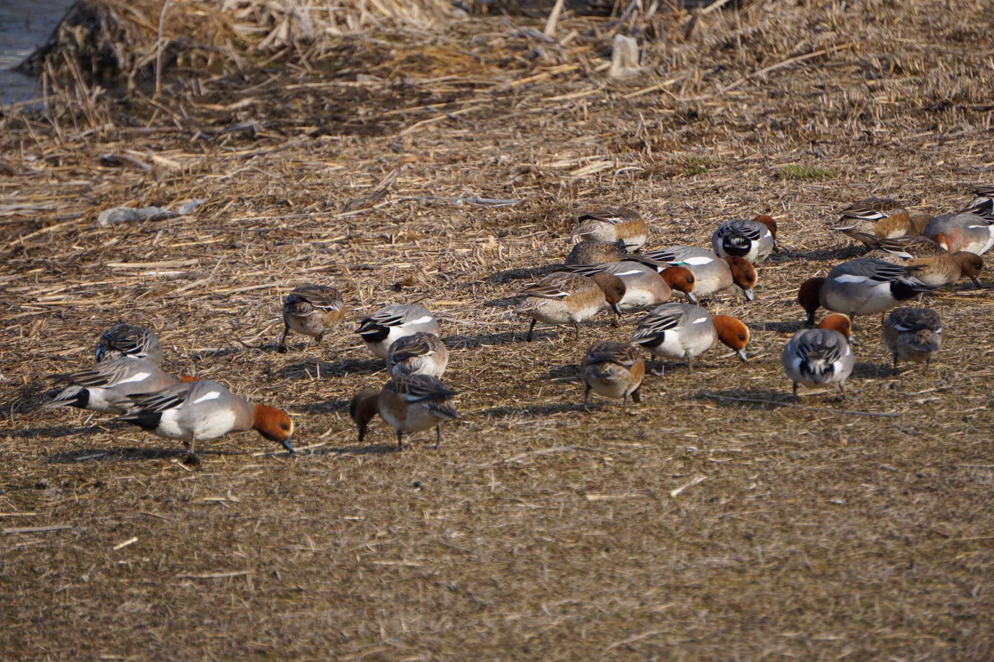 Eurasian Wigeon