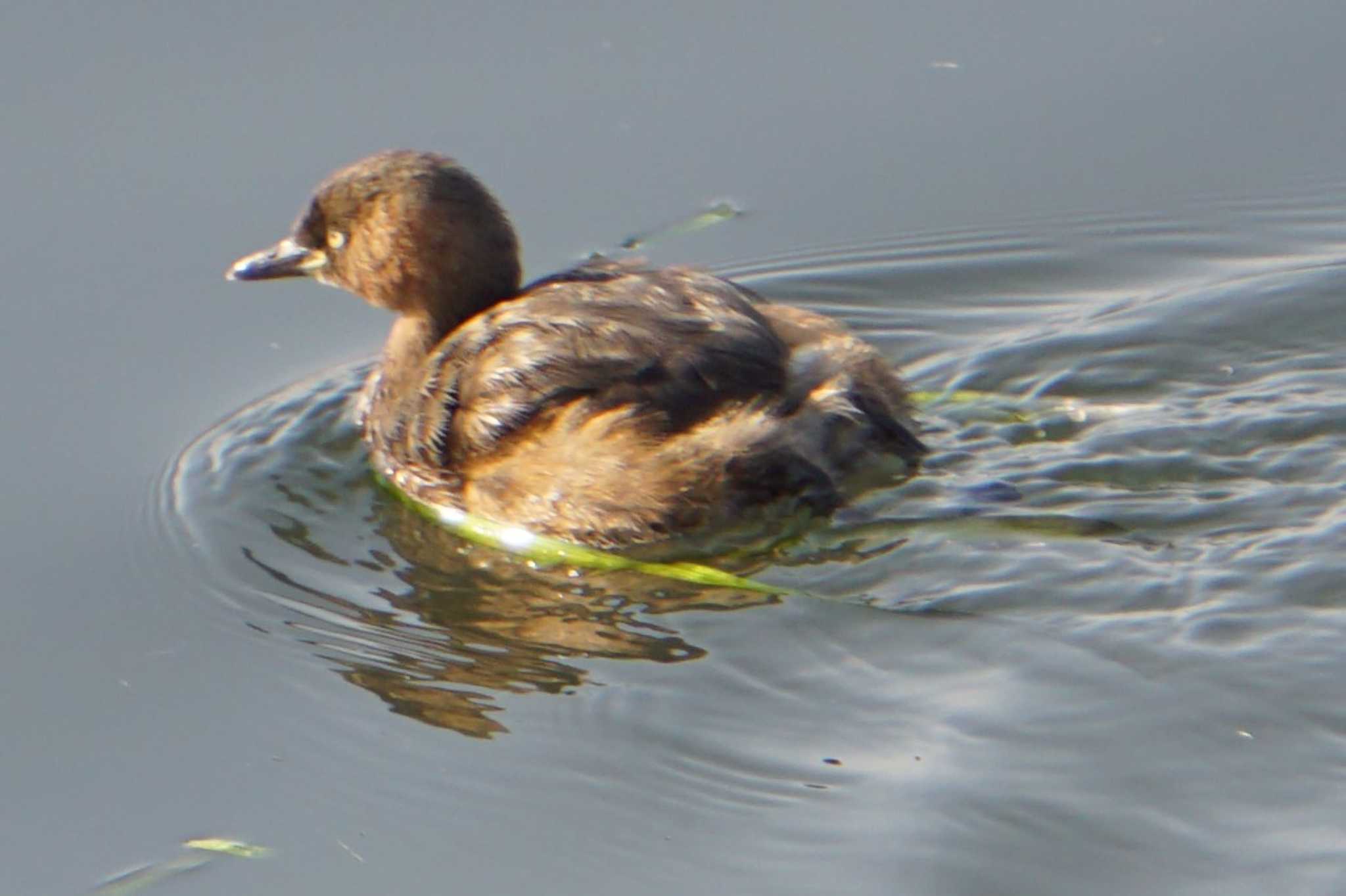 Little Grebe