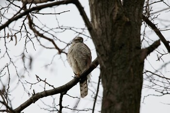 2022年2月23日(水) 大阪城公園の野鳥観察記録