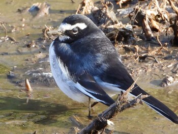 セグロセキレイ 北本自然観察公園 2022年2月23日(水)