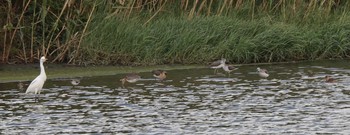 Black-tailed Godwit Unknown Spots Thu, 9/21/2017