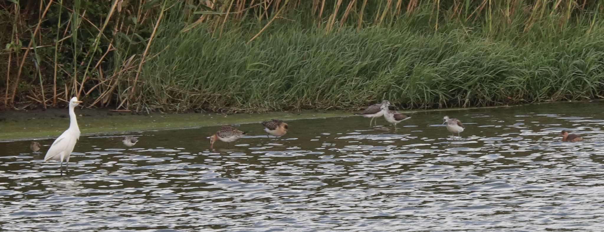 Photo of Black-tailed Godwit at  by My