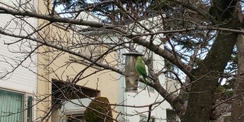 ワカケホンセイインコ 大田区 2022年2月23日(水)