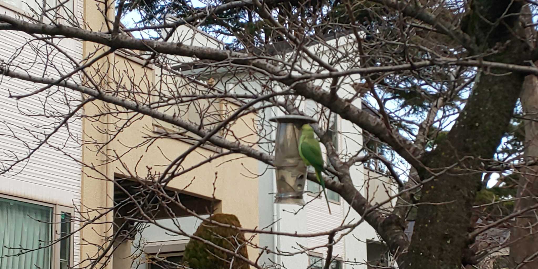 大田区 ワカケホンセイインコの写真 by Gagasaki