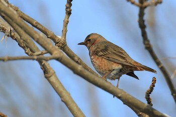 2022年2月23日(水) 北海道 函館市 東山の野鳥観察記録