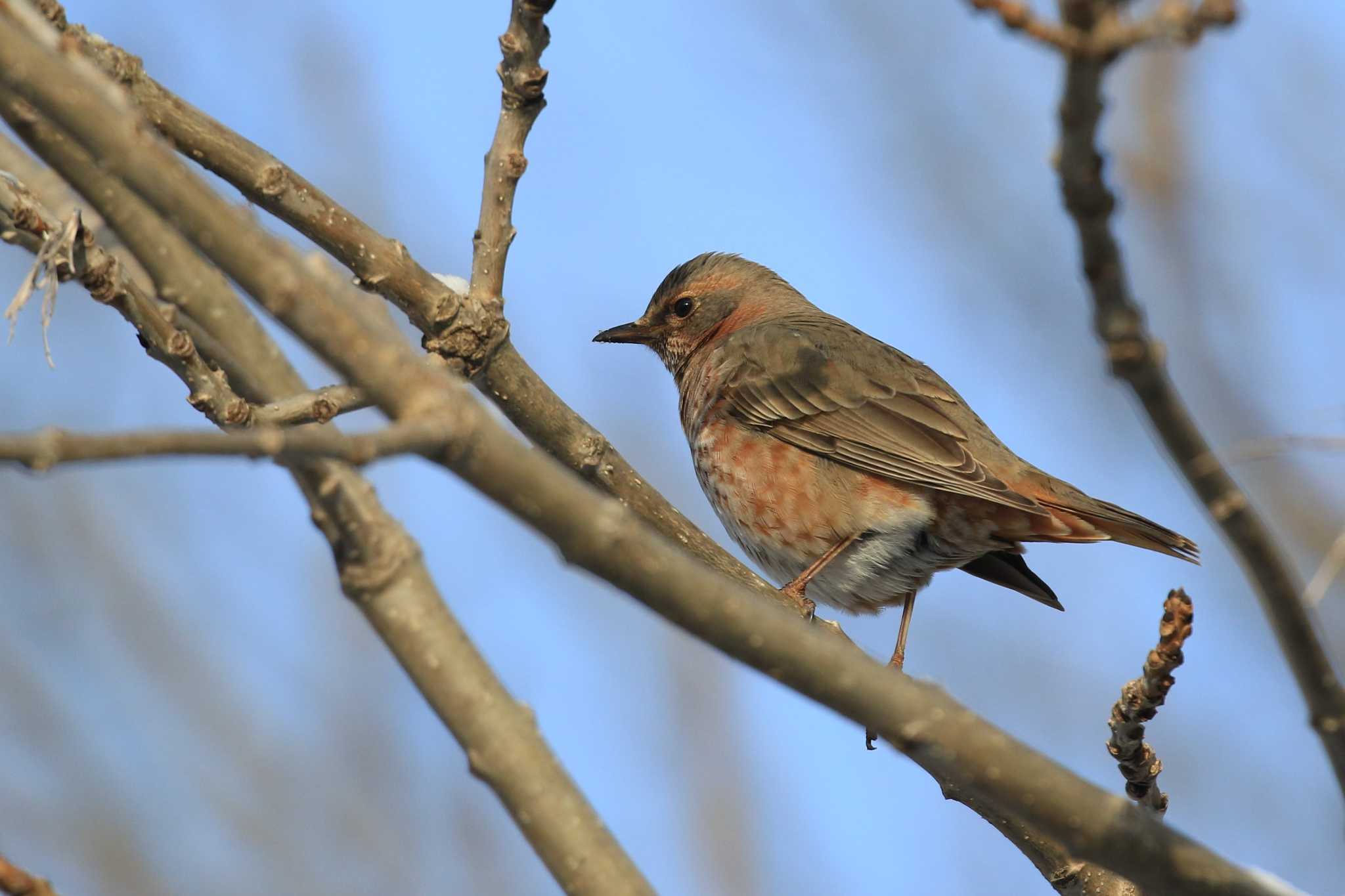 Naumann's Thrush