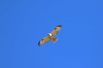 2022年2月23日(水) 川崎市の野鳥観察記録