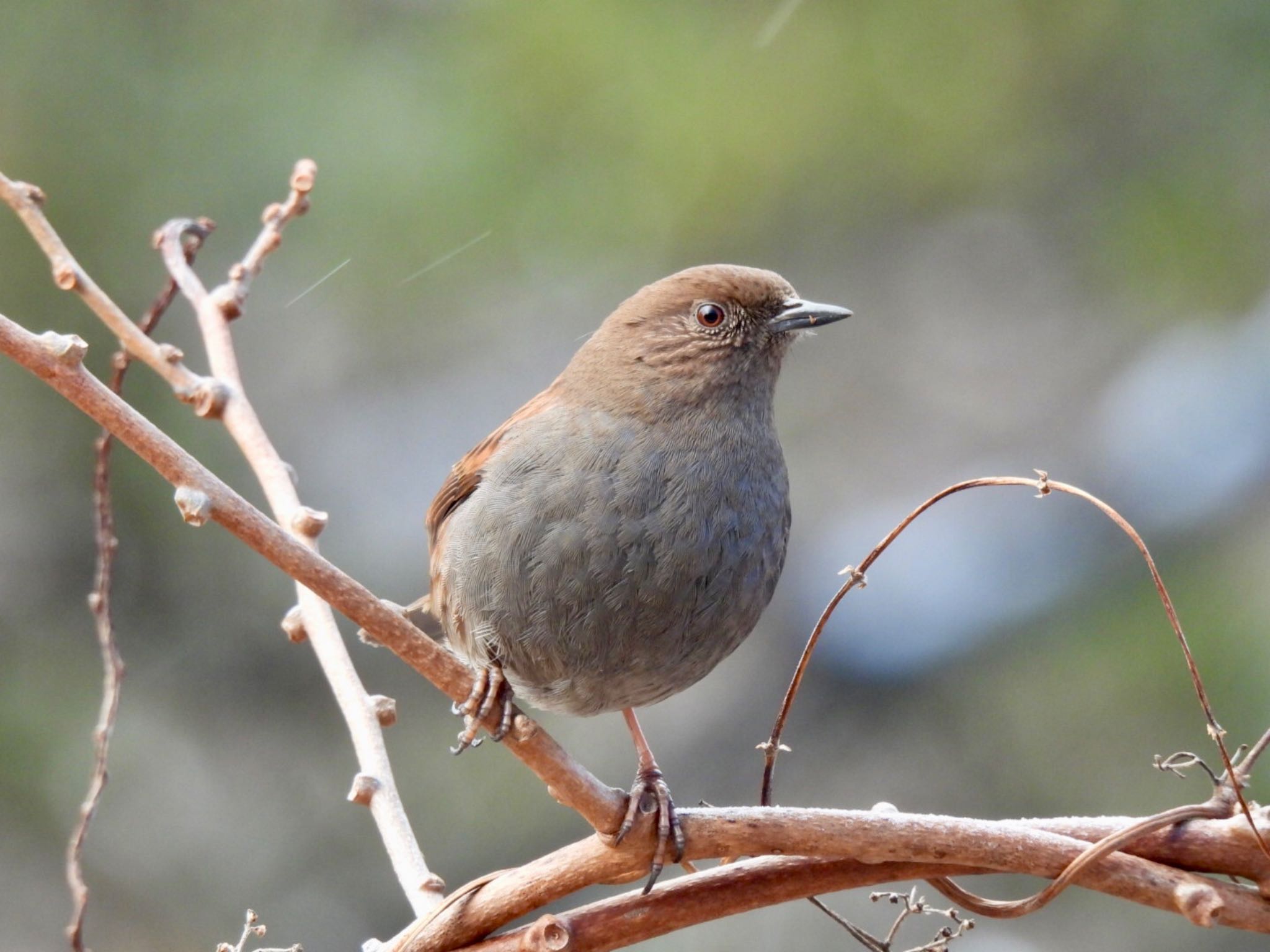 Japanese Accentor