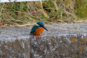 Common Kingfisher 川崎市 Wed, 2/23/2022