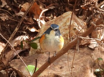 2022年2月23日(水) 広島県の野鳥観察記録