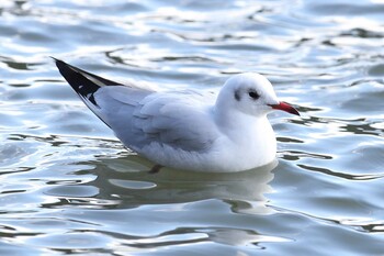 ユリカモメ 明石公園 2021年12月31日(金)