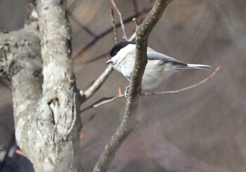 2022年2月23日(水) 県道218号 大菩薩初鹿野線の野鳥観察記録