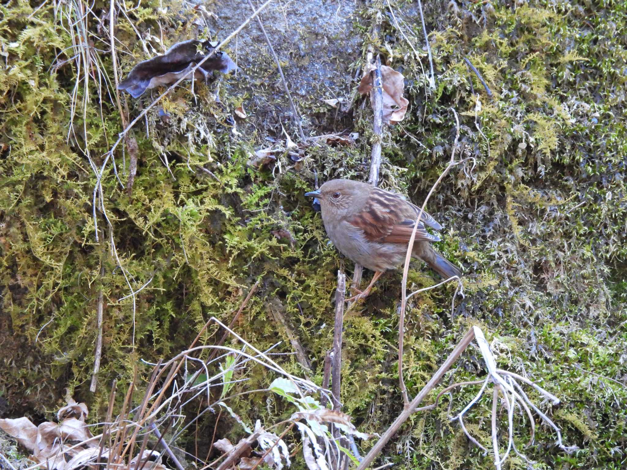 カヤクグリ