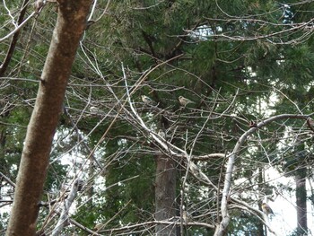 2022年2月23日(水) 早戸川林道の野鳥観察記録