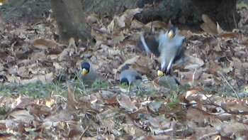 2022年2月23日(水) 五十鈴公園の野鳥観察記録