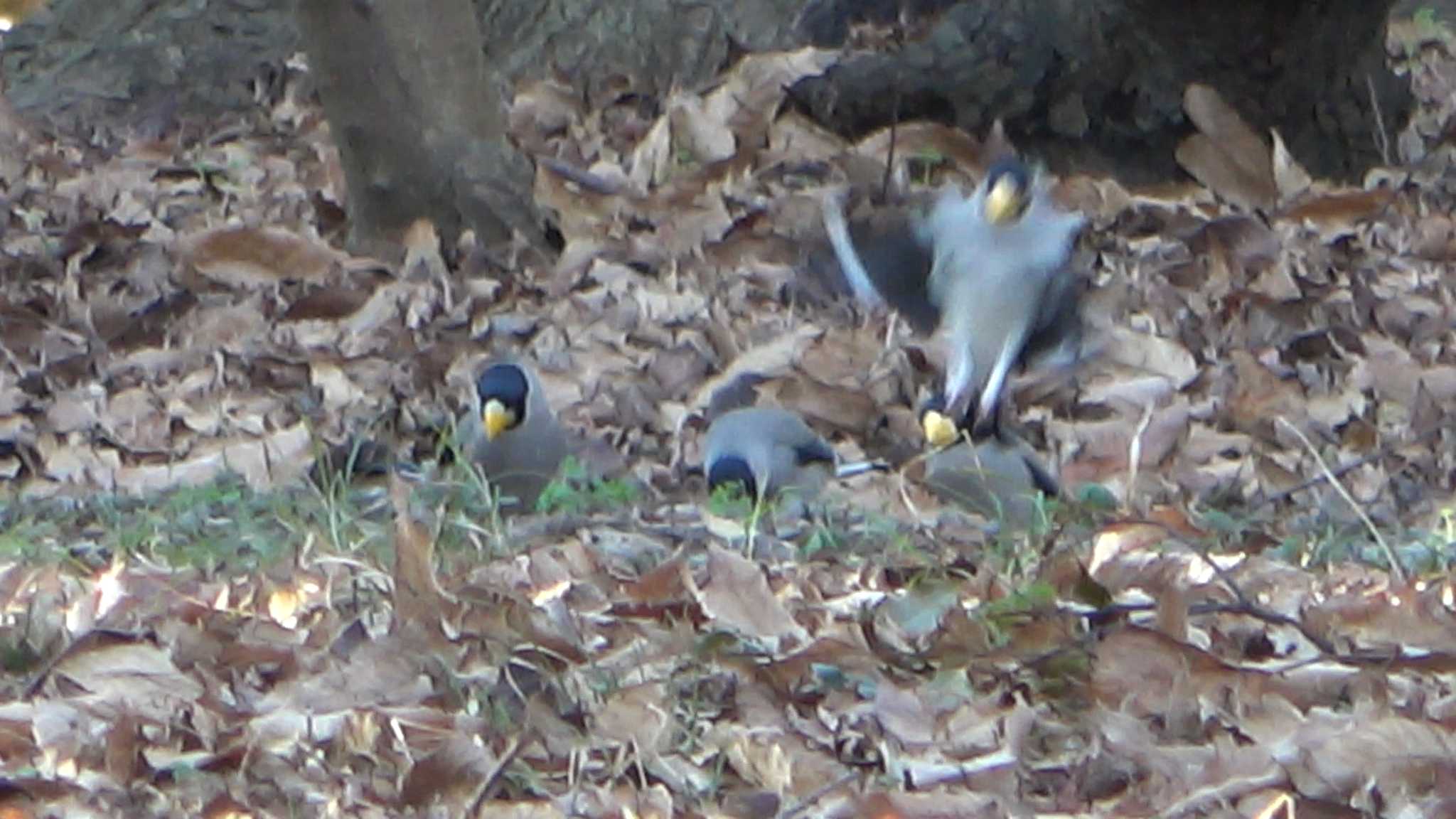 Japanese Grosbeak