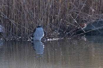 2022年2月23日(水) 舎人公園の野鳥観察記録