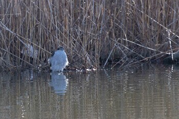 Eurasian Goshawk Toneri Park Wed, 2/23/2022