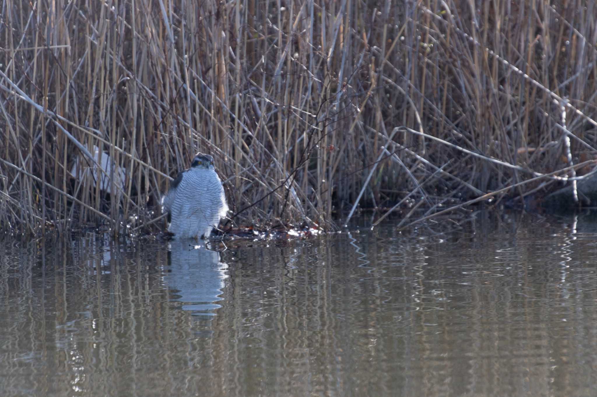 Photo of Eurasian Goshawk at Toneri Park by natoto