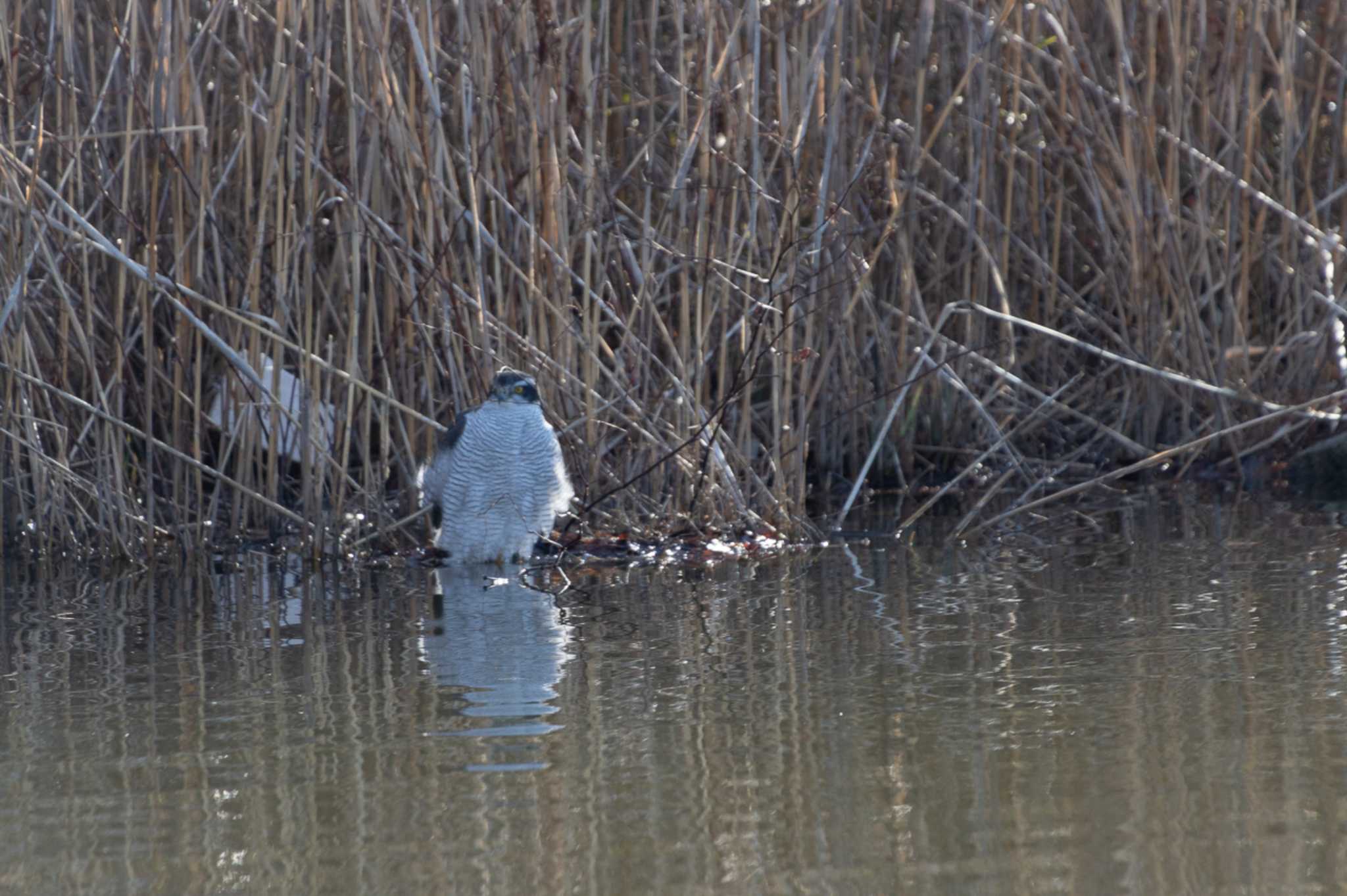 Photo of Eurasian Goshawk at Toneri Park by natoto