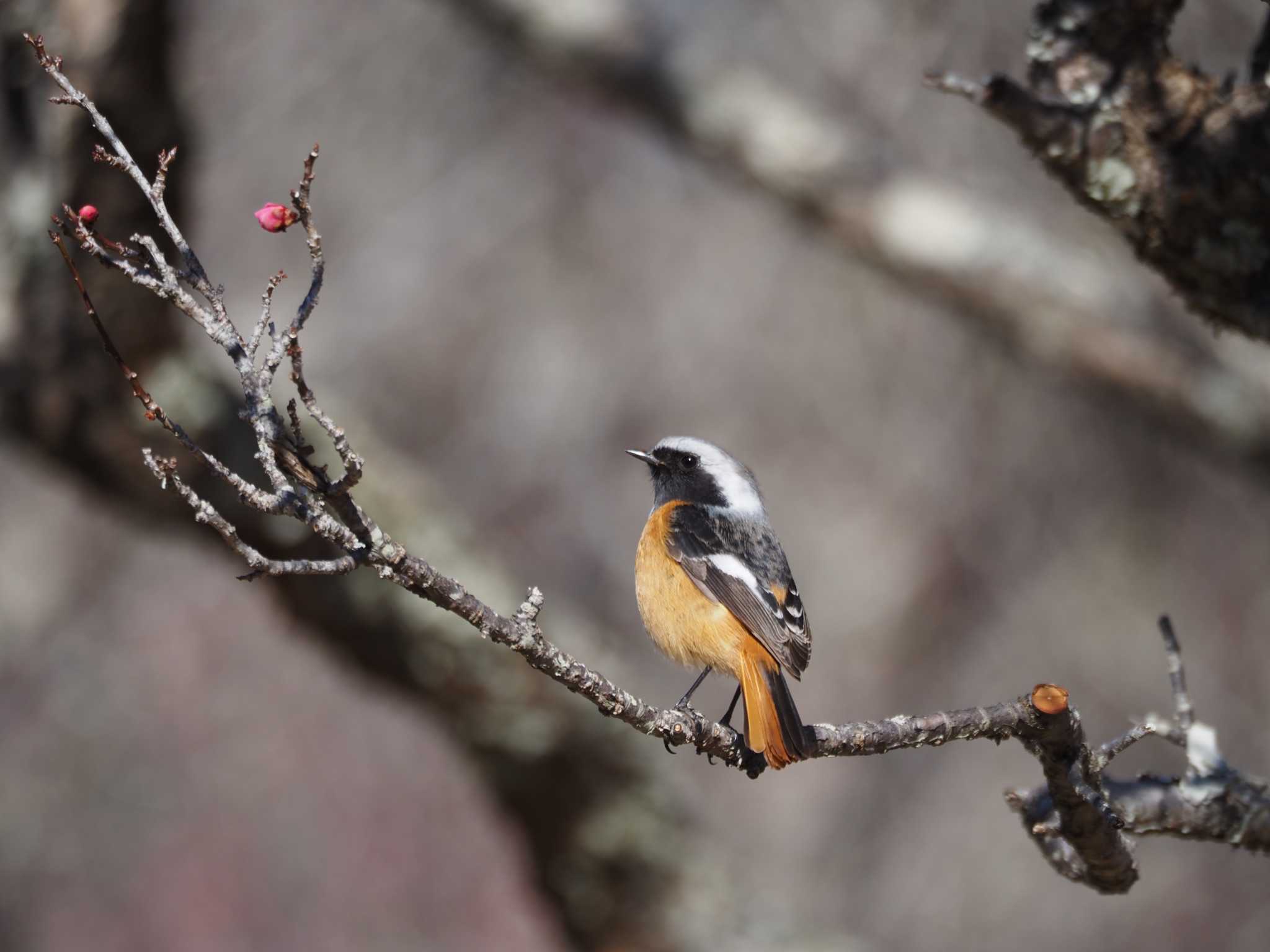 Daurian Redstart