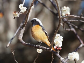 Wed, 2/23/2022 Birding report at 千葉市昭和の森公園