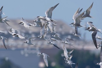 コアジサシ ふなばし三番瀬海浜公園 2016年9月3日(土)