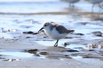 ミユビシギ ふなばし三番瀬海浜公園 2022年2月23日(水)