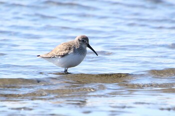 ハマシギ ふなばし三番瀬海浜公園 2022年2月23日(水)