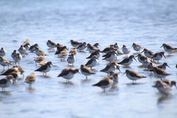 ハマシギ ふなばし三番瀬海浜公園 2022年2月23日(水)