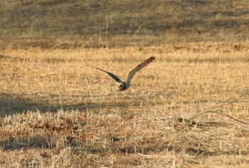 Wed, 2/23/2022 Birding report at Watarase Yusuichi (Wetland)